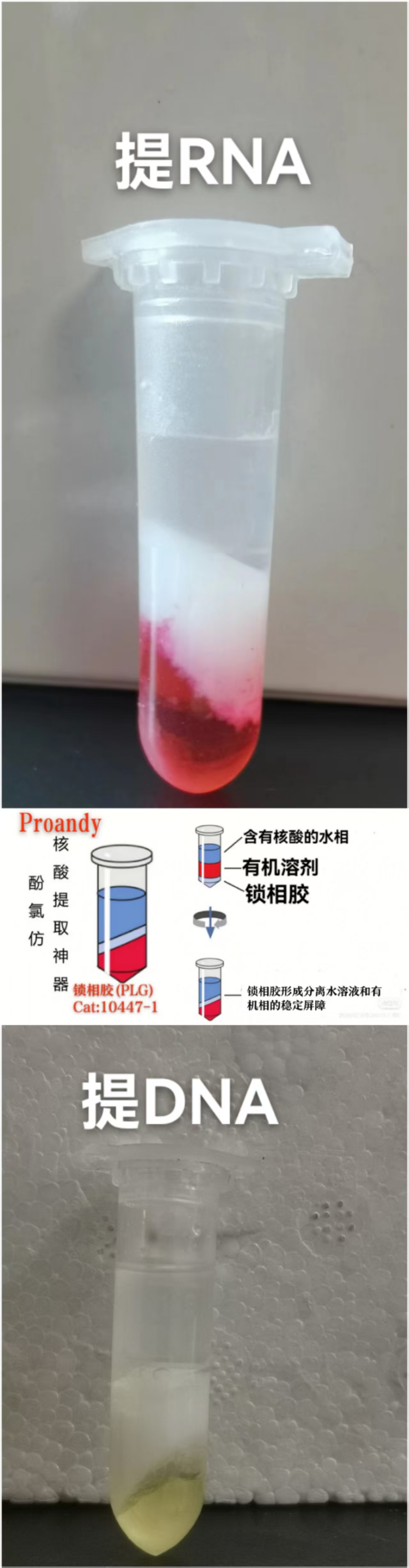 1741504488747878.jpg 鎖相膠RNA或DNA.jpg